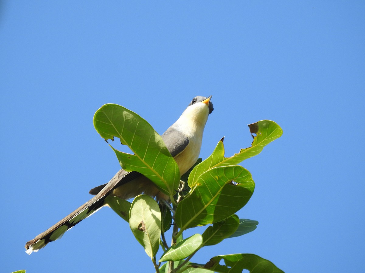 Mangrove Cuckoo - ML615818656