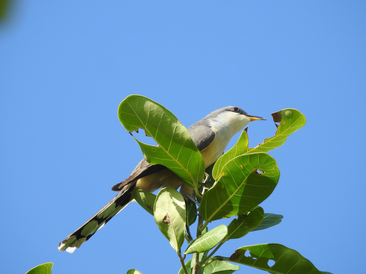Mangrove Cuckoo - ML615818657
