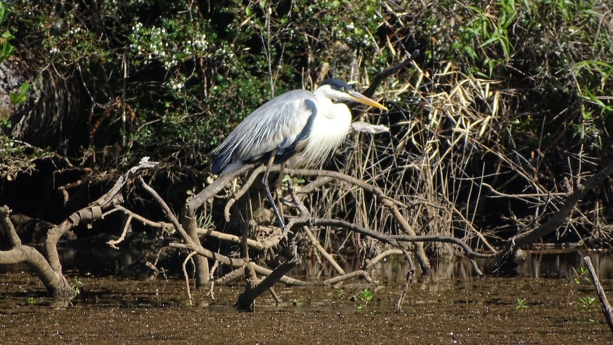 Cocoi Heron - Felipe Navarro Grob