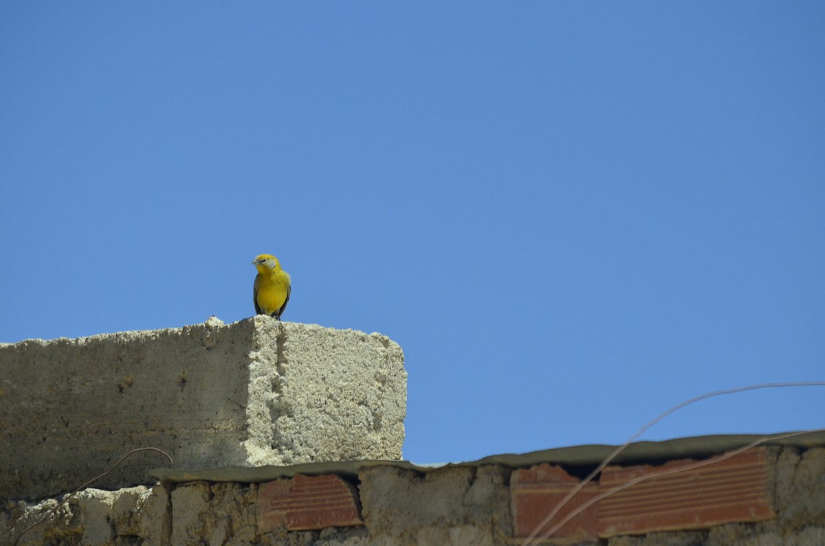 Bright-rumped Yellow-Finch - Juan Andrés Lozano