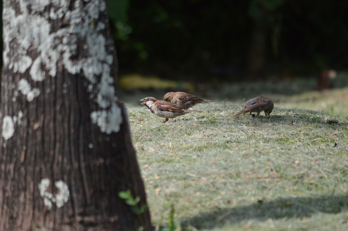 House Sparrow - María Rodríguez Paniagua