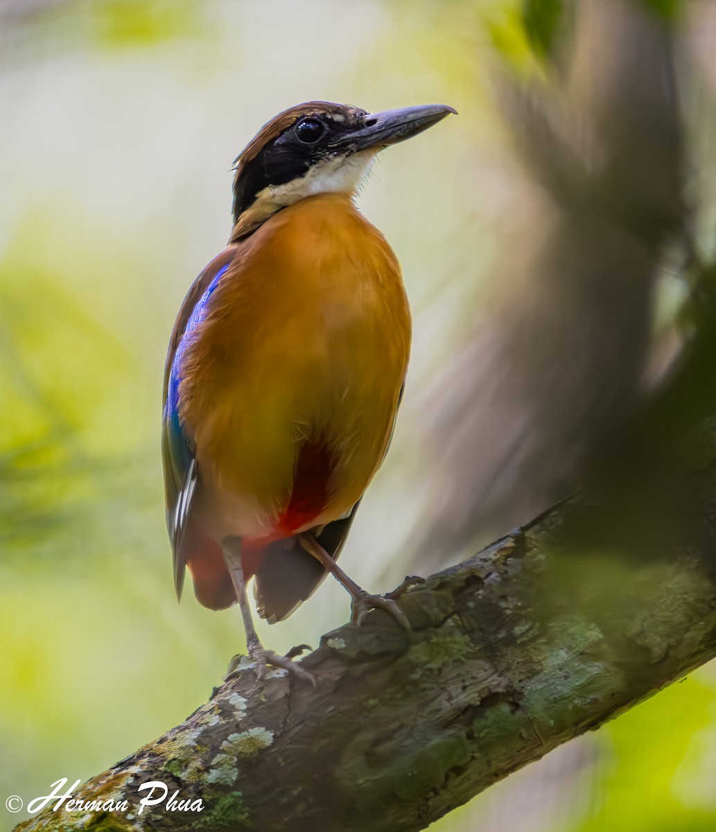 Mangrove Pitta - ML615818734