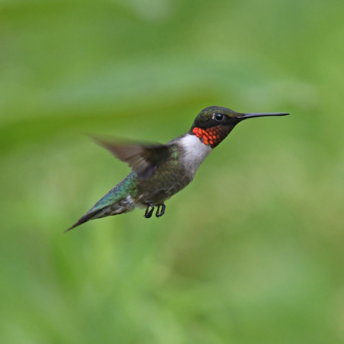 Ruby-throated Hummingbird - ML615818769