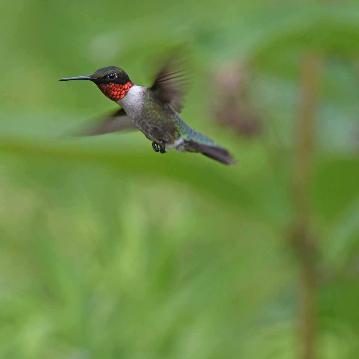 Ruby-throated Hummingbird - ML615818770