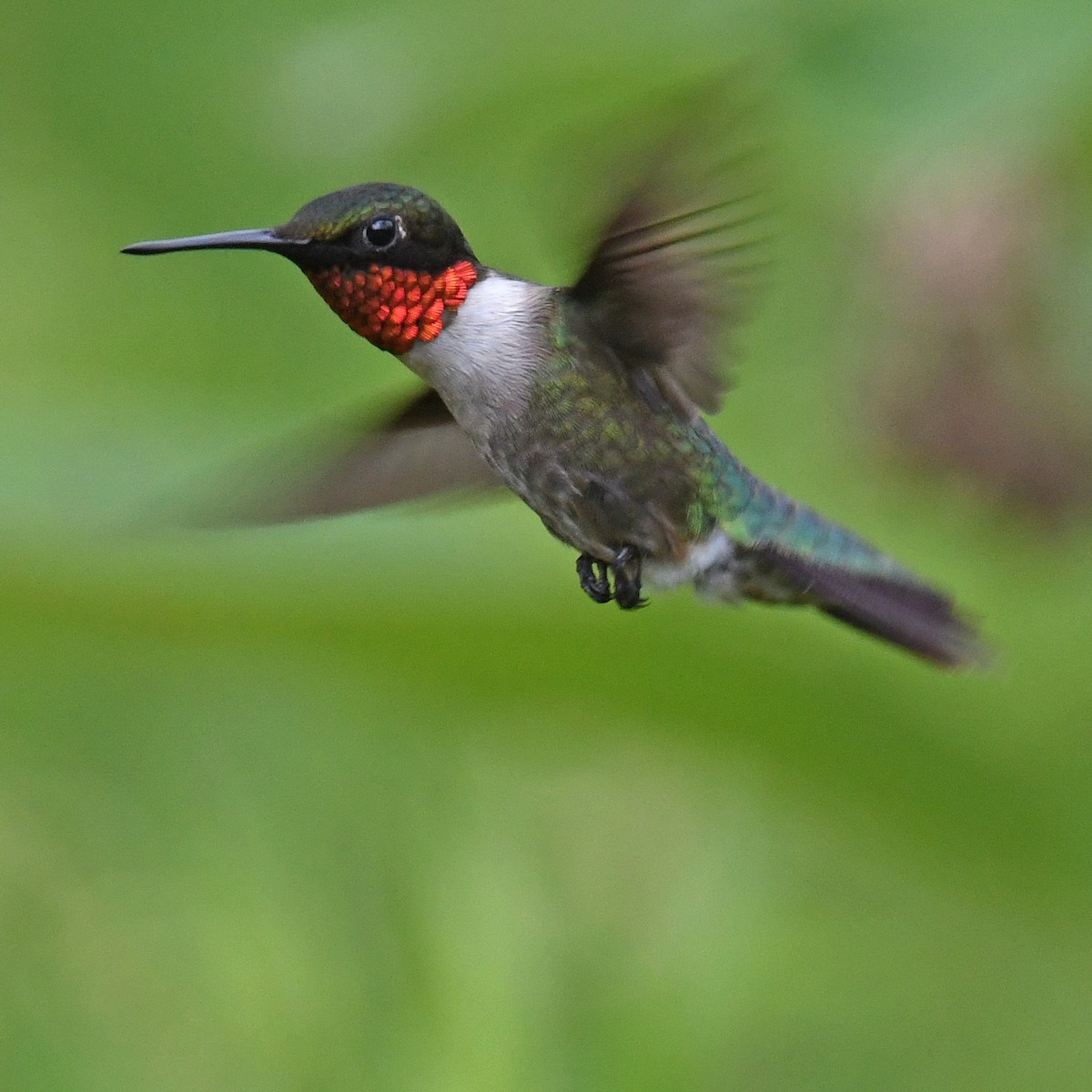 Ruby-throated Hummingbird - ML615818771