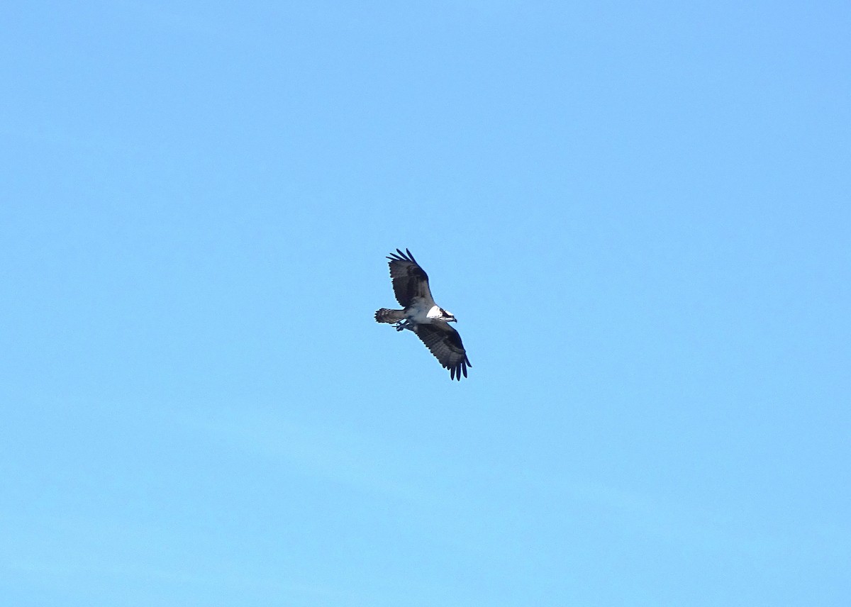 Osprey - Felipe Navarro Grob