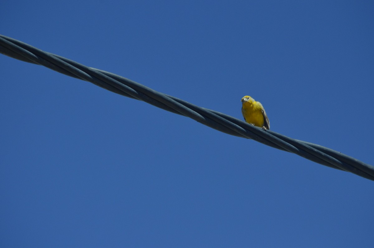 Bright-rumped Yellow-Finch - Juan Andrés Lozano