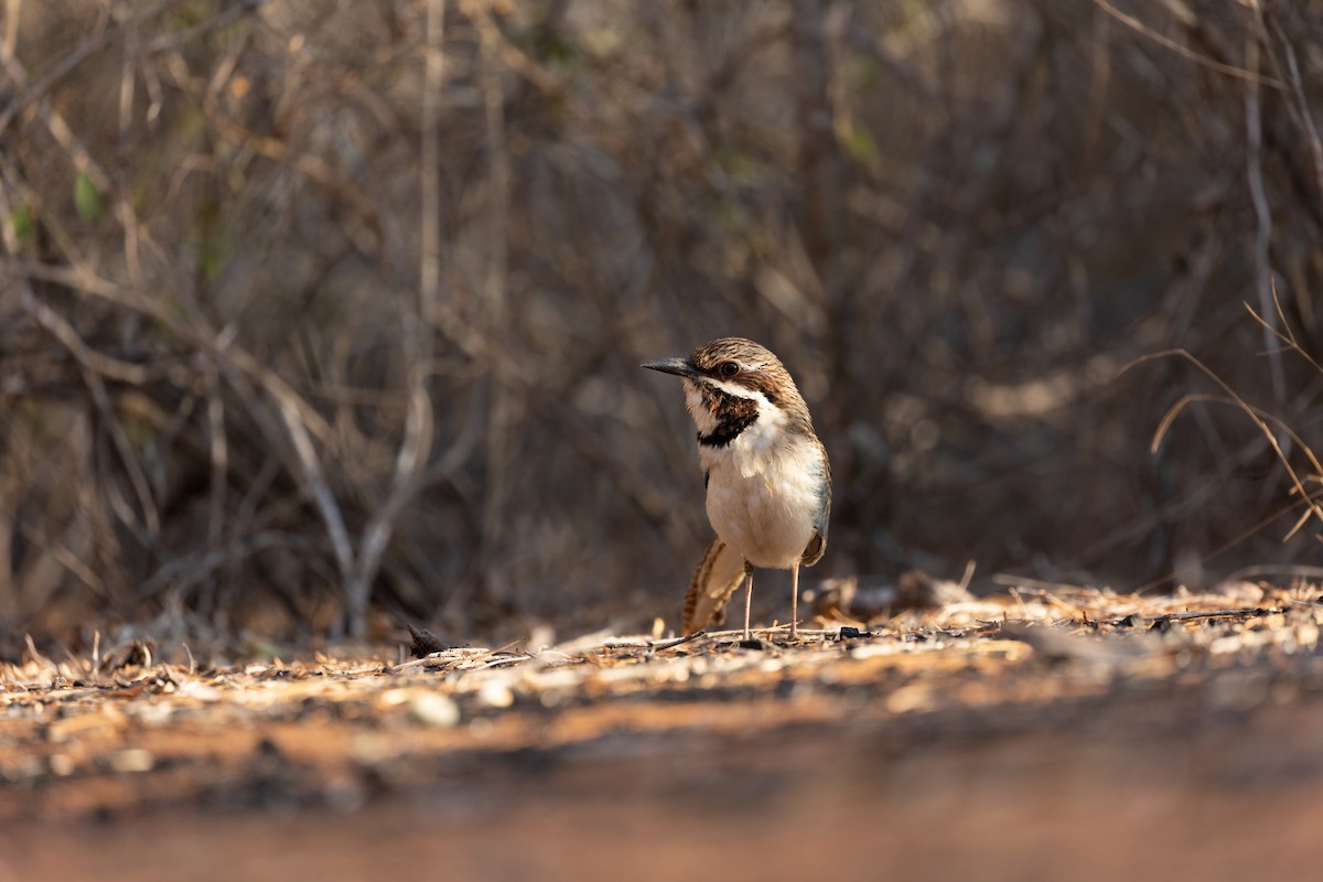 Long-tailed Ground-Roller - ML615818821