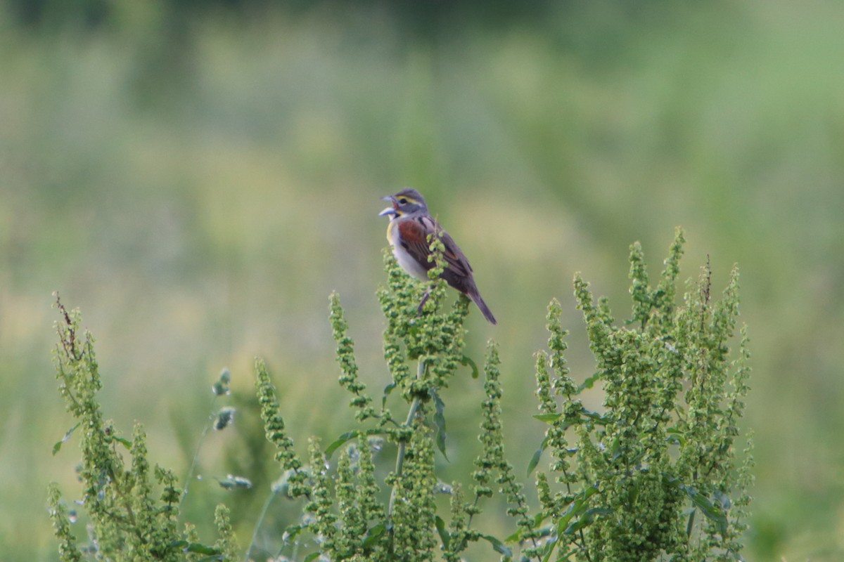 Dickcissel d'Amérique - ML615818822