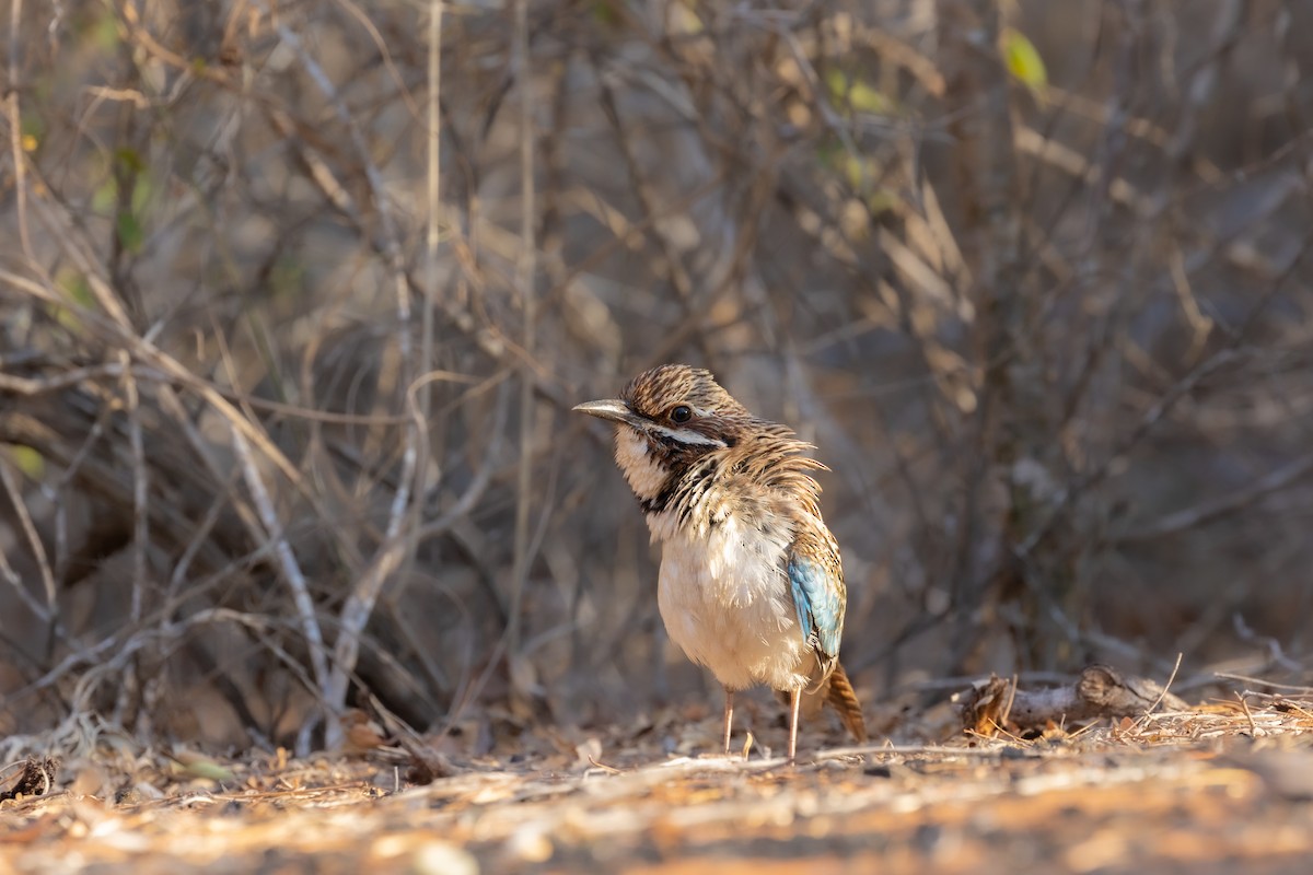 Long-tailed Ground-Roller - ML615818827