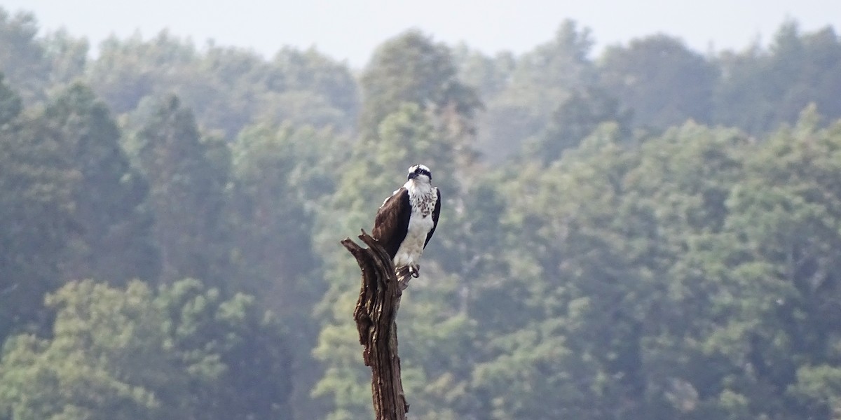 Osprey - Felipe Navarro Grob