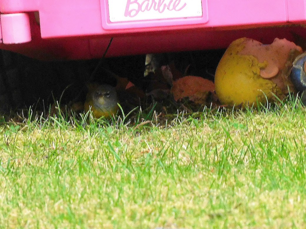 MacGillivray's Warbler - Asher Perkins