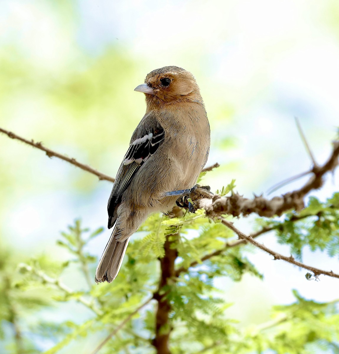 Red-throated Tit - ML615818971