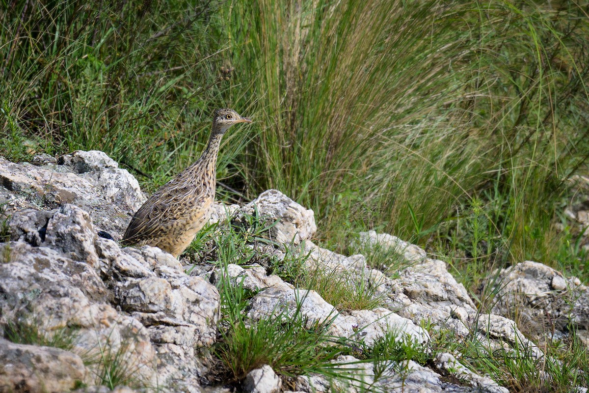 Tinamou de Darwin - ML615818978