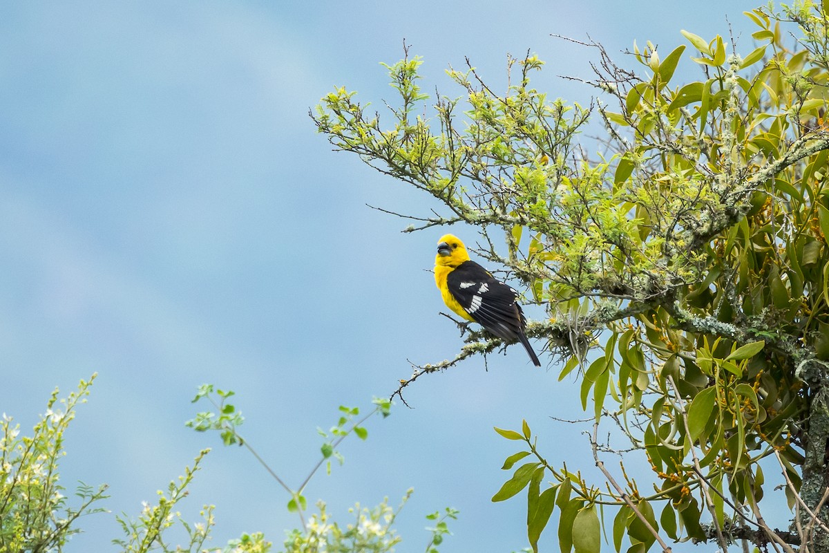 Golden Grosbeak - ML615818987