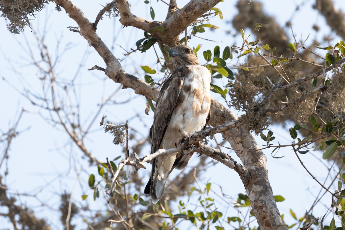Madagascar Cuckoo-Hawk - ML615818997