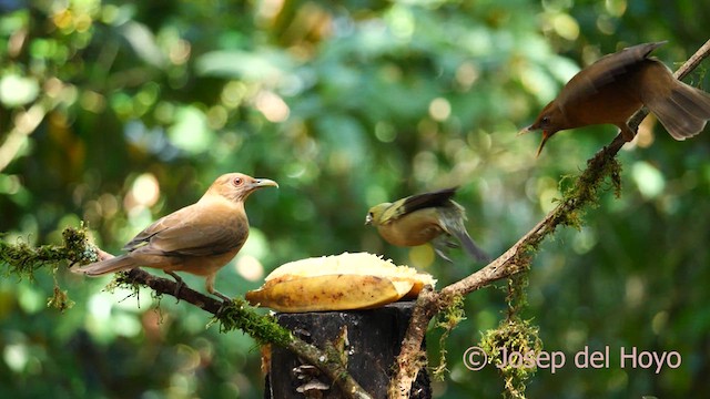 Clay-colored Thrush - ML615819043