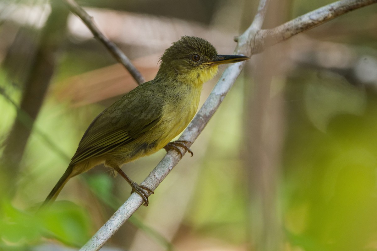 Long-billed Bernieria - ML615819058