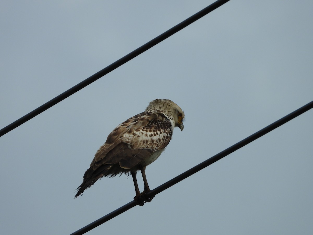 Crested Serpent-Eagle (Ryukyu) - ML615819115