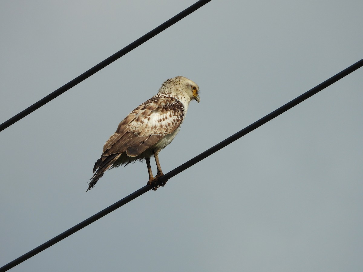 Crested Serpent-Eagle (Ryukyu) - ML615819117