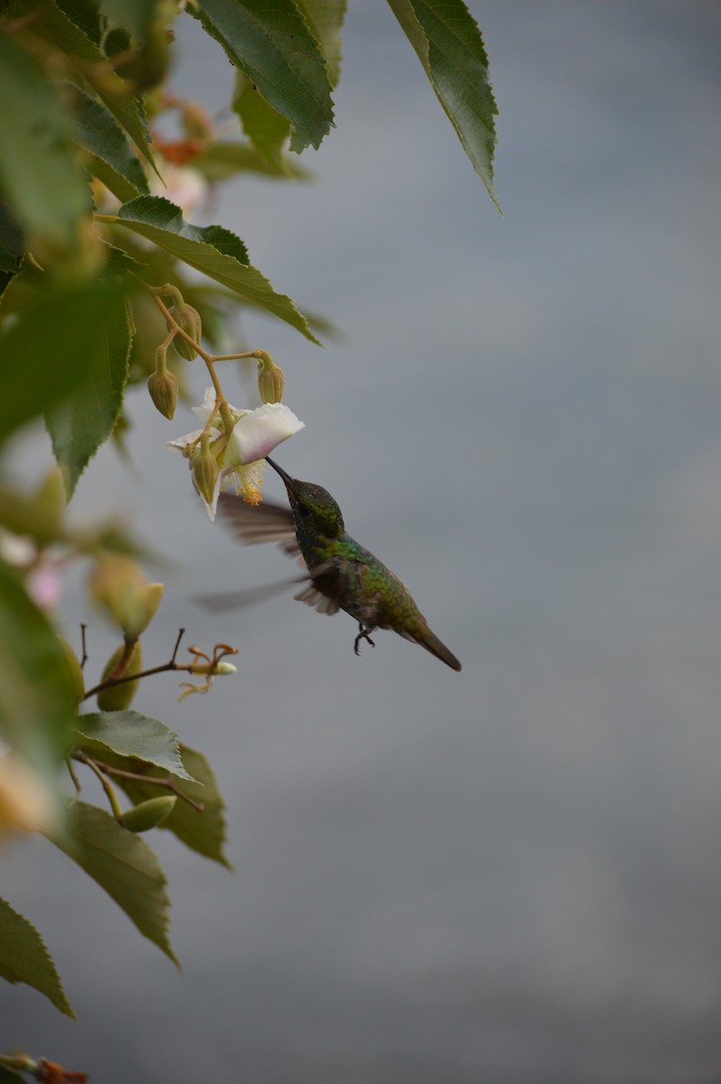 kolibřík pestrý - ML615819118