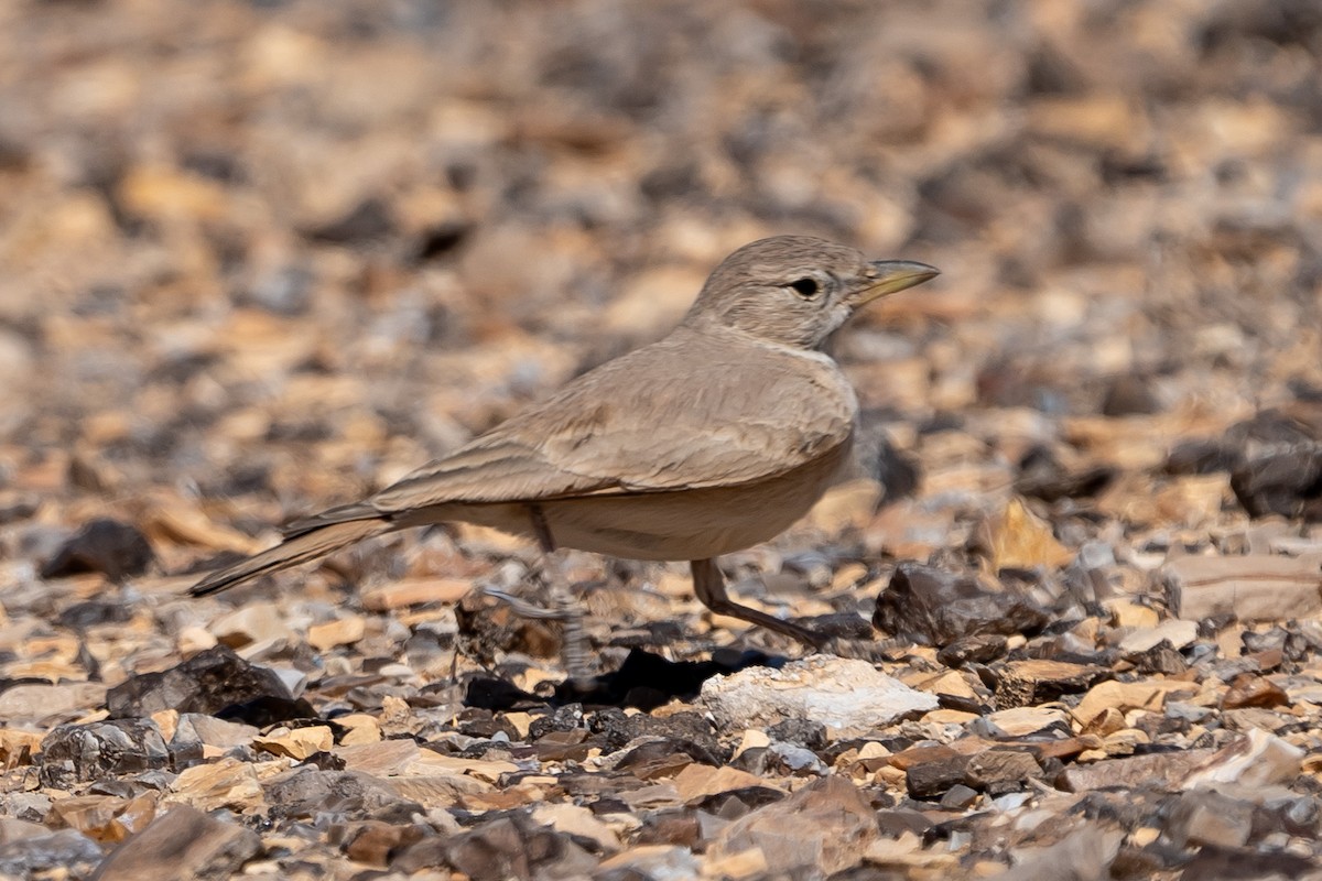 Desert Lark - ML615819144