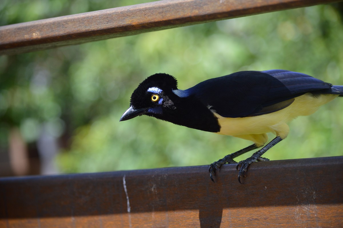 Plush-crested Jay - ML615819152