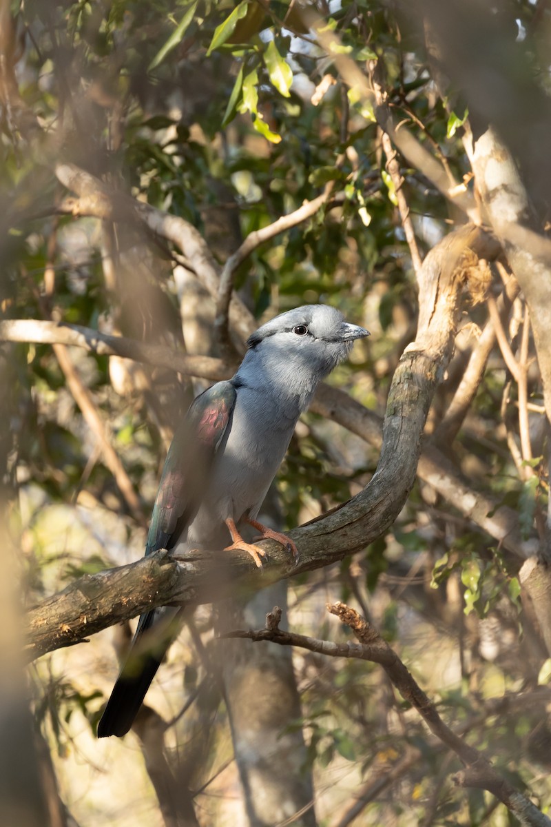 Cuckoo-roller - ML615819153