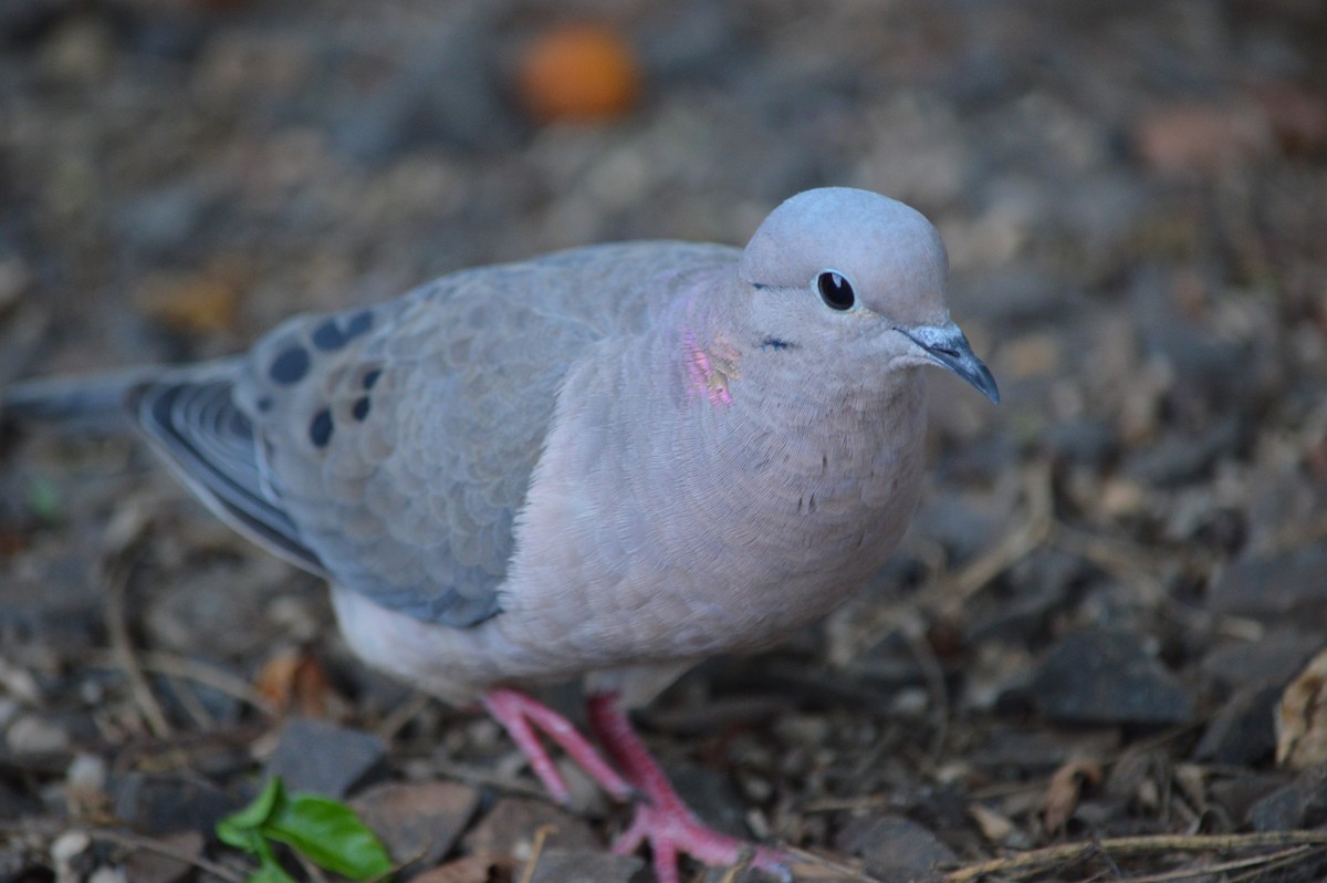 Eared Dove - ML615819194