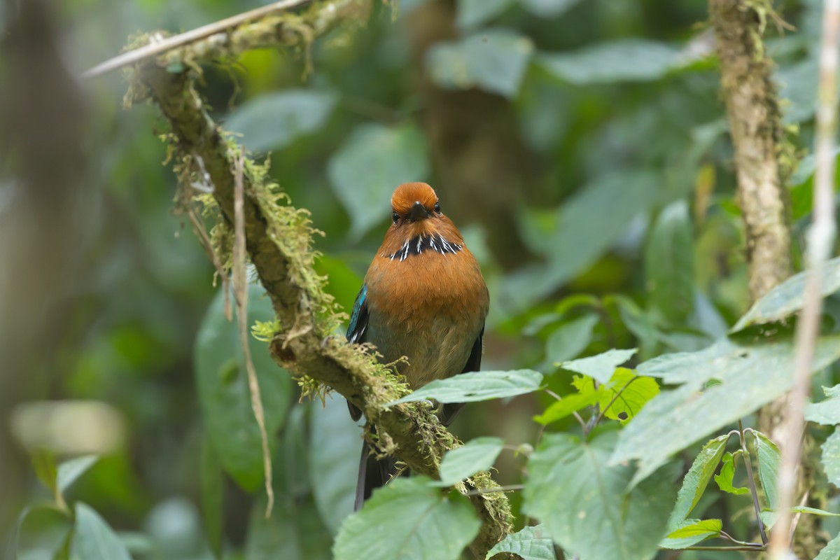 Rufous-headed Ground-Roller - Max Baumgarten