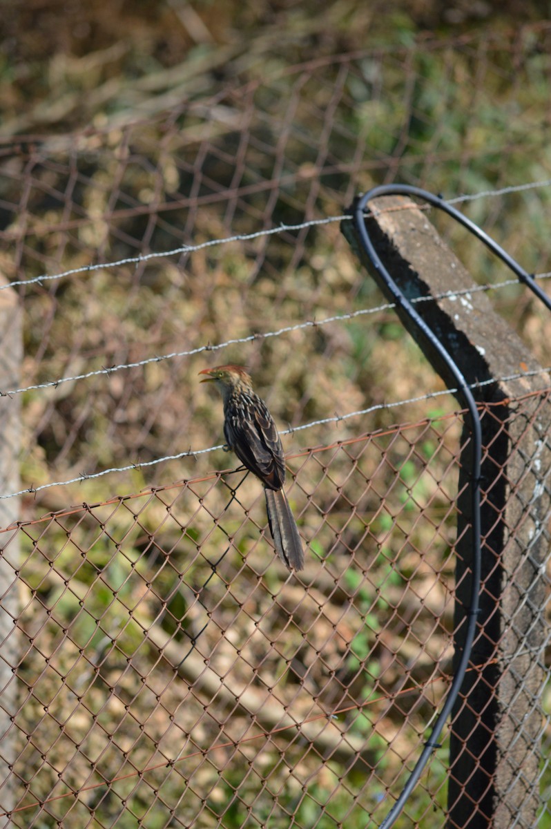 Guira Cuckoo - ML615819316