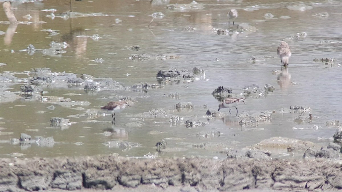 Little Stint - Irene  Dy