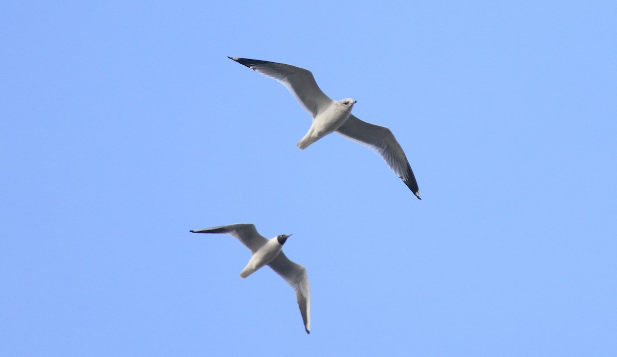 racek bouřní (ssp. canus) - ML615819333