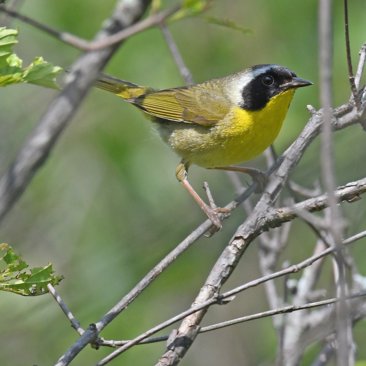 Common Yellowthroat - Laura  Wolf