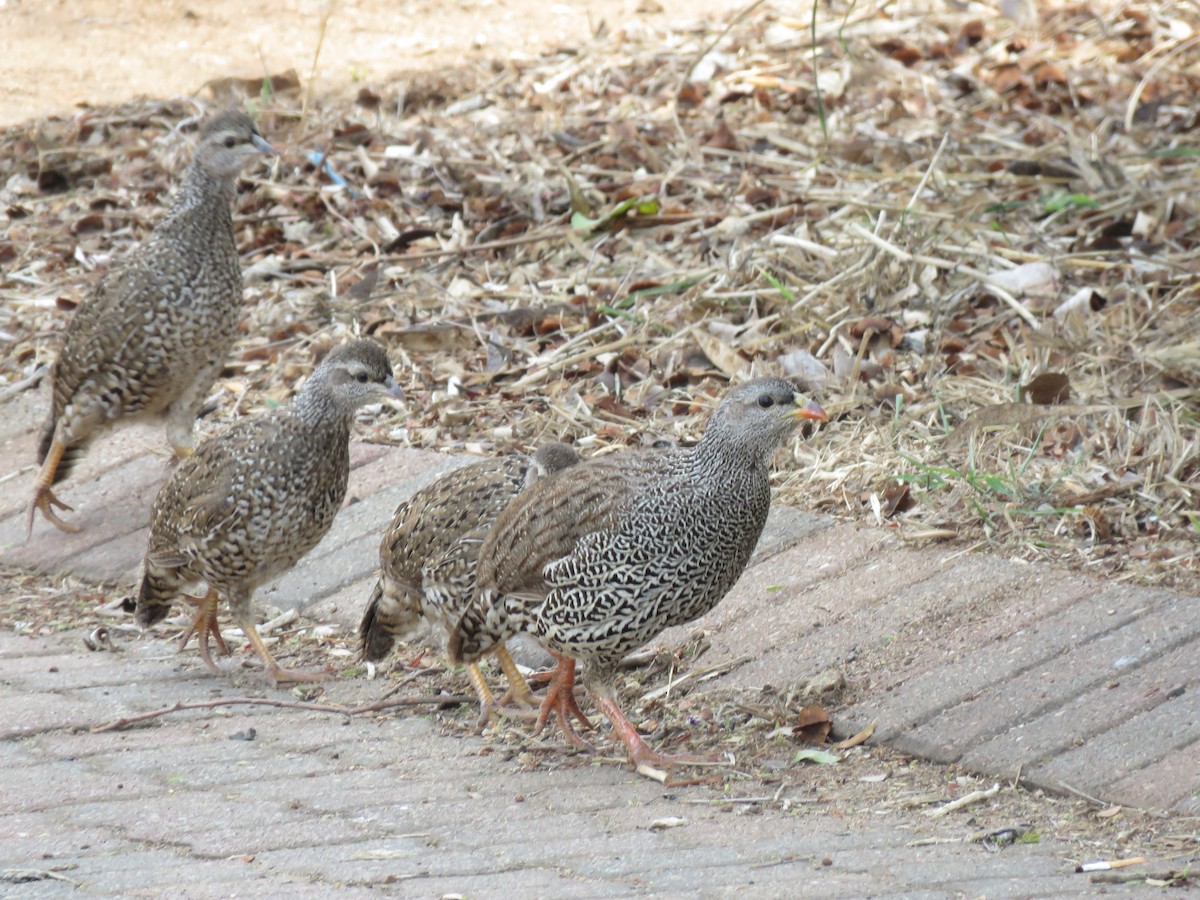 Natal Spurfowl - ML615819360