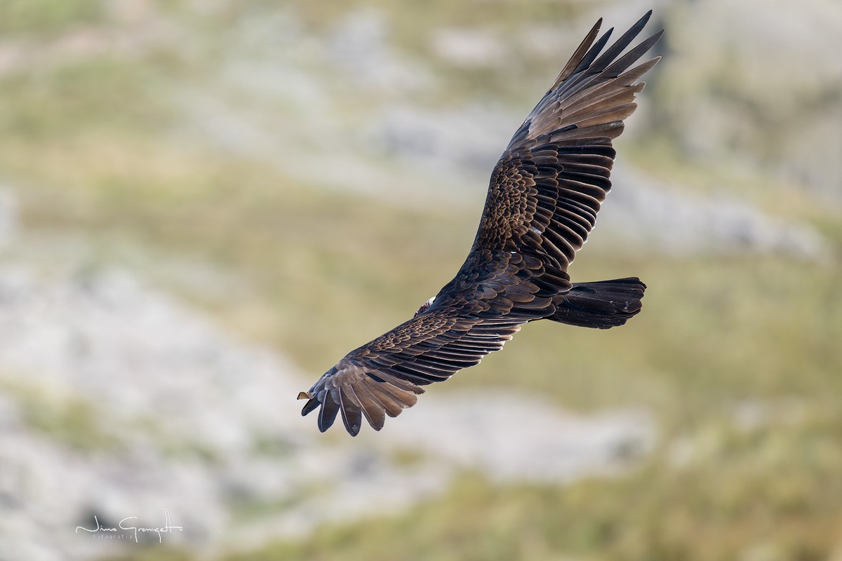 Turkey Vulture - ML615819380