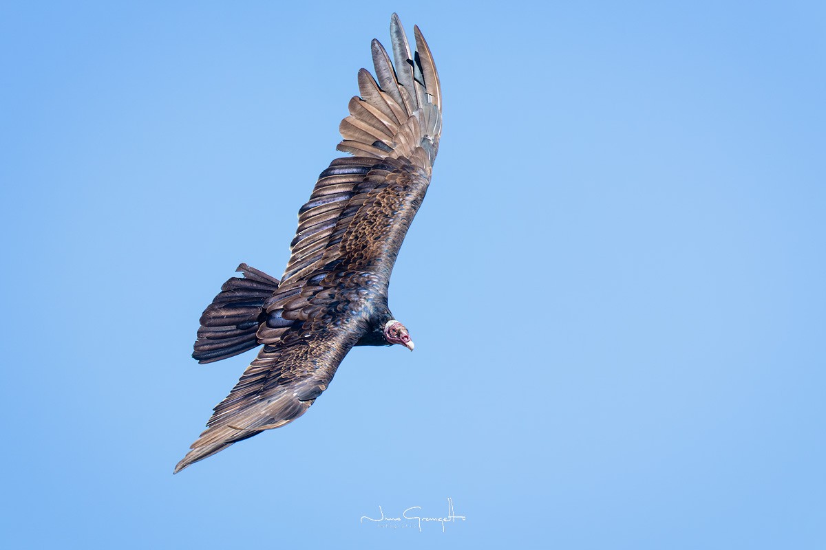 Turkey Vulture - ML615819381