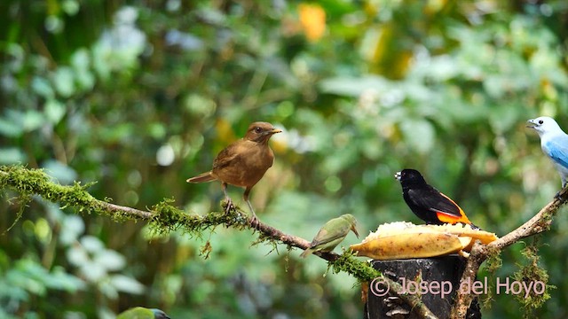 Clay-colored Thrush - ML615819403