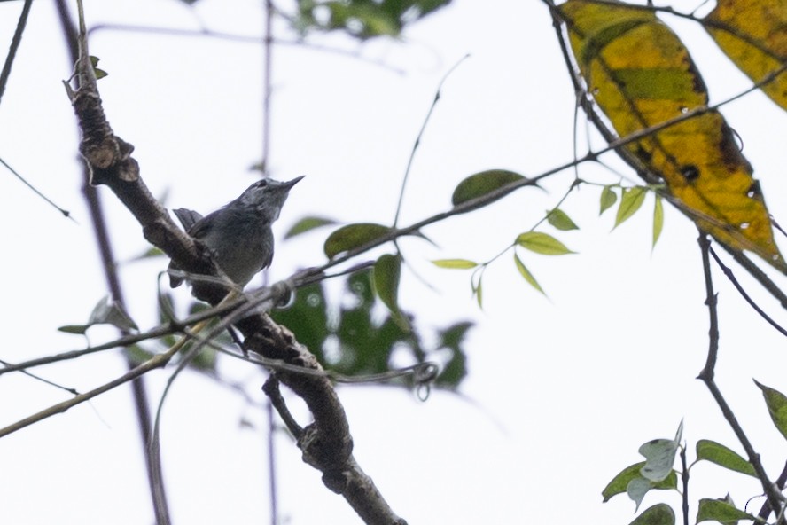 Slate-throated Gnatcatcher - ML615819428