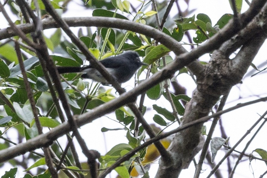 Slate-throated Gnatcatcher - ML615819429