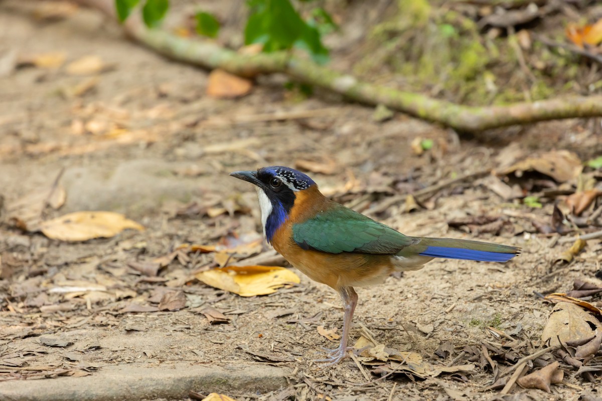 Pitta-like Ground-Roller - Max Baumgarten