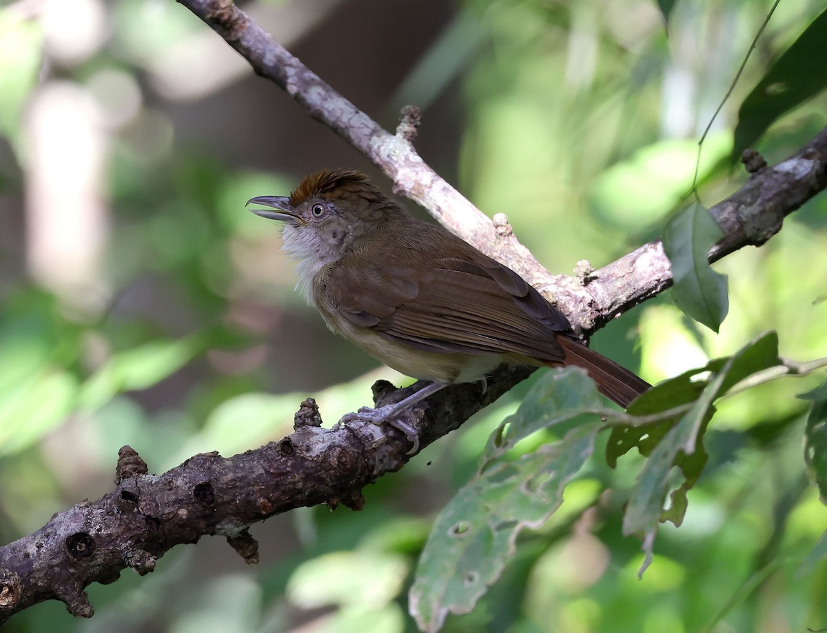 Palawan Babbler - Mika Ohtonen