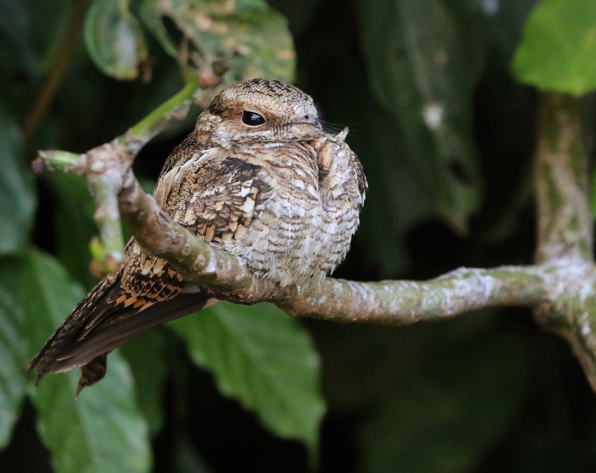 Ladder-tailed Nightjar - ML615819496