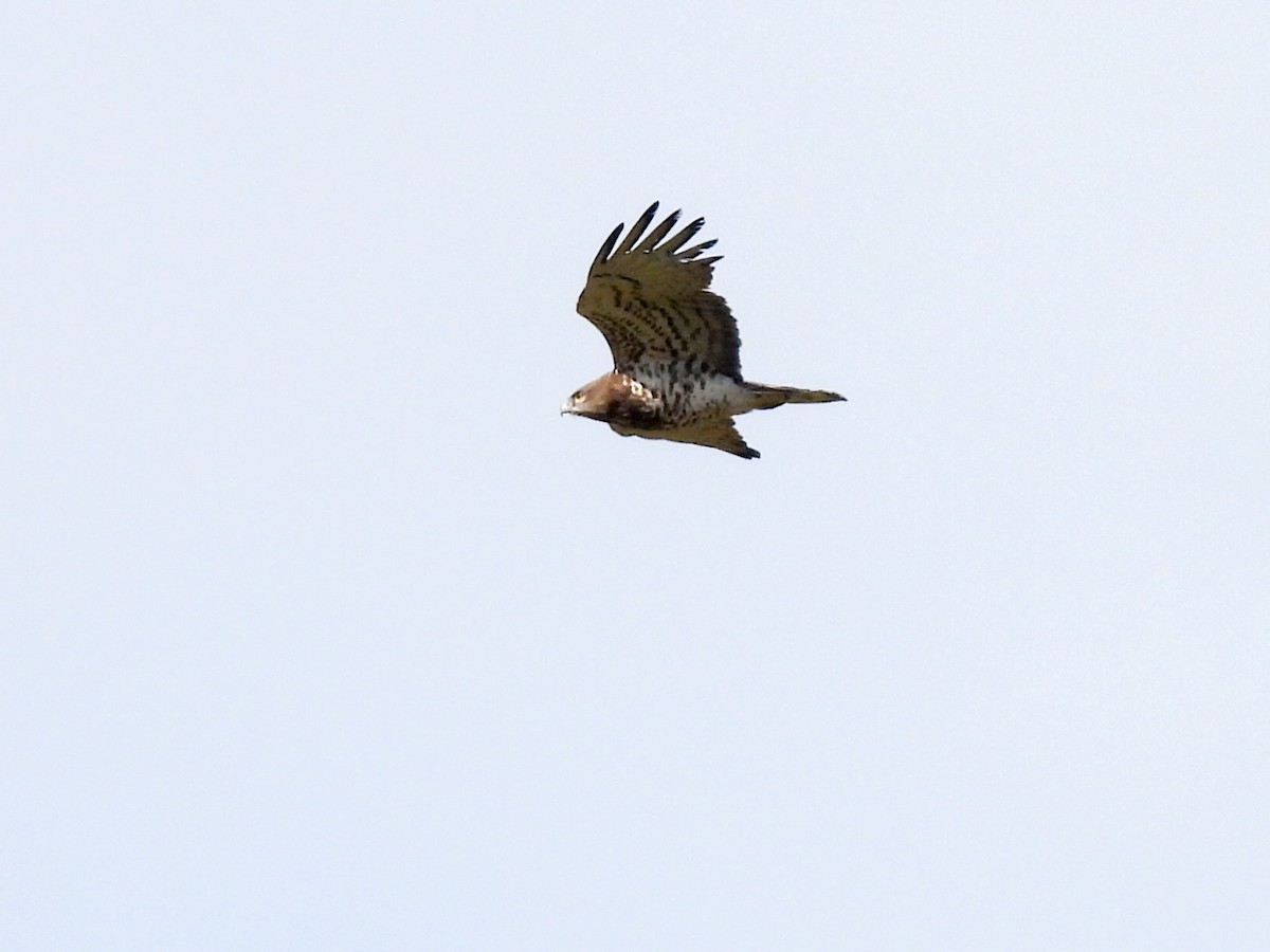 Short-toed Snake-Eagle - José Ramón Martínez