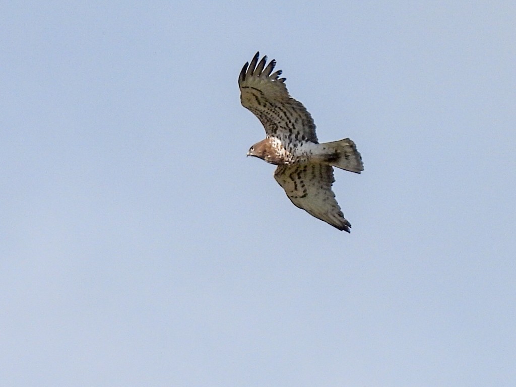 Short-toed Snake-Eagle - José Ramón Martínez