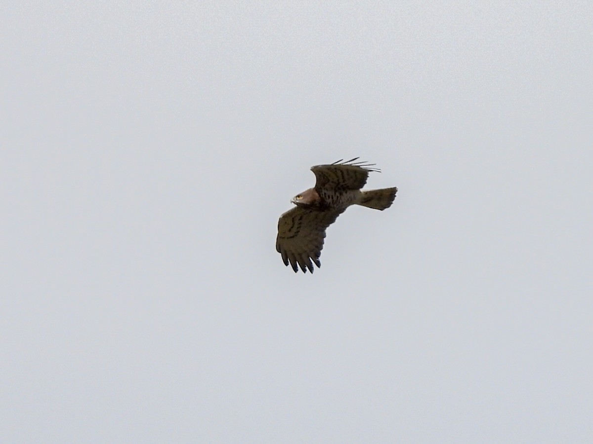 Short-toed Snake-Eagle - José Ramón Martínez