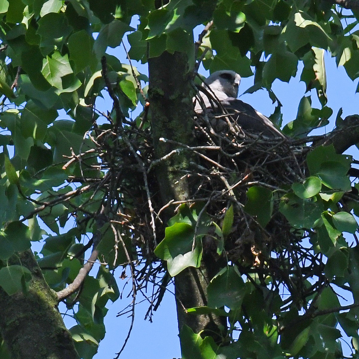 Mississippi Kite - ML615819506