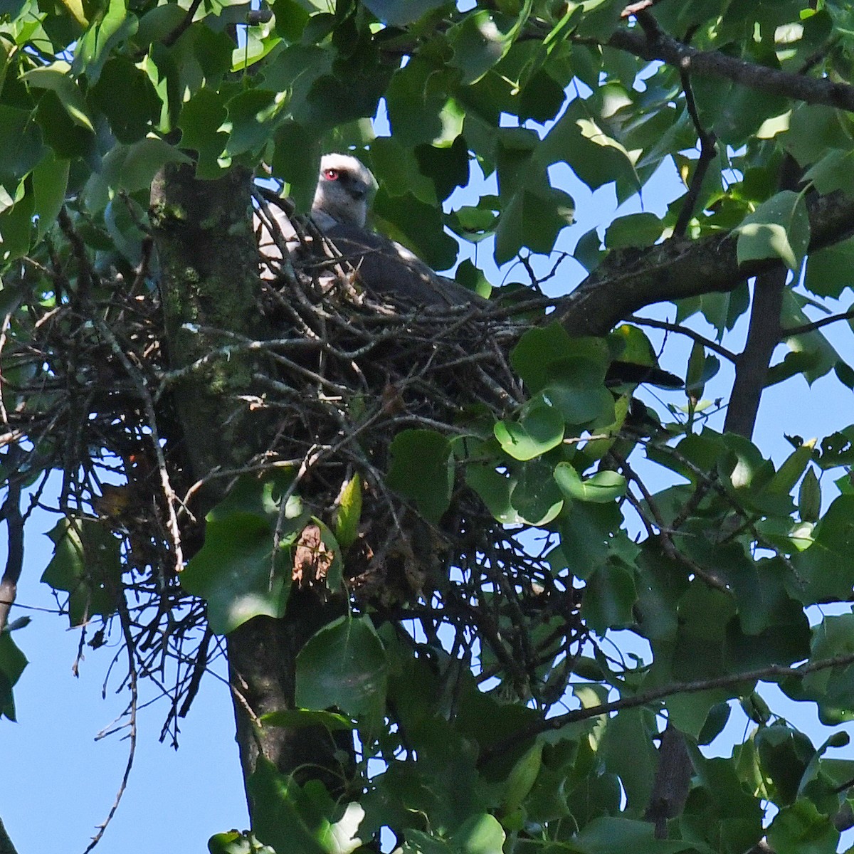 Mississippi Kite - ML615819507