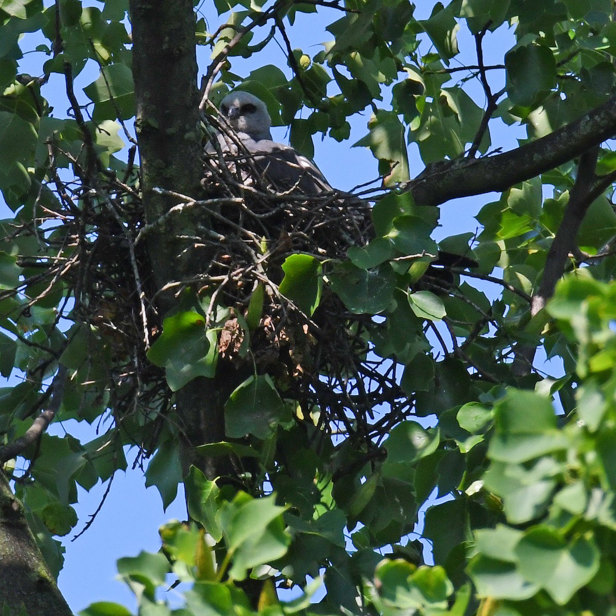 Mississippi Kite - ML615819509