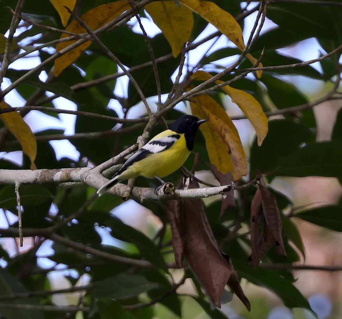 Palawan Tit - ML615819511